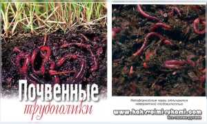 Разведение червя старателя как бизнес